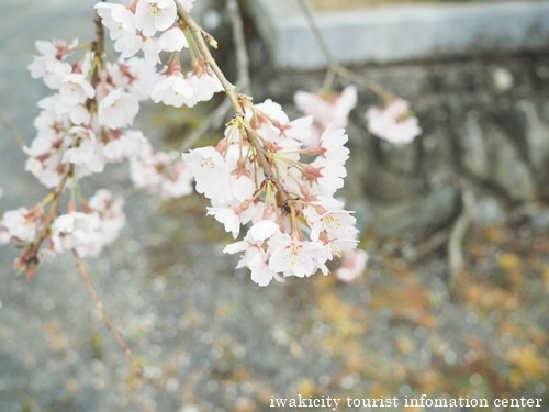 遠野地区　安養院のサクラ [平成28年4月14日（木）更新]_f0105342_1624157.jpg