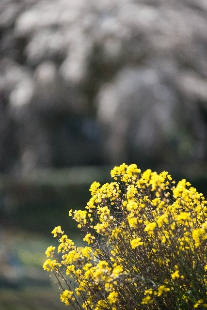 菜の花畑で。。。_f0158043_20252360.jpg