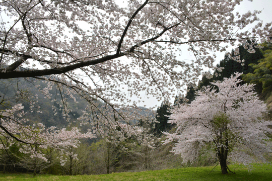 c0093046_8383584.gif