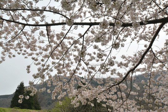 c0093046_8385025.gif