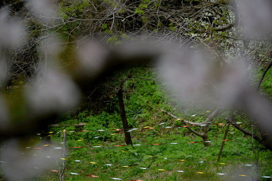c0093046_8391950.gif