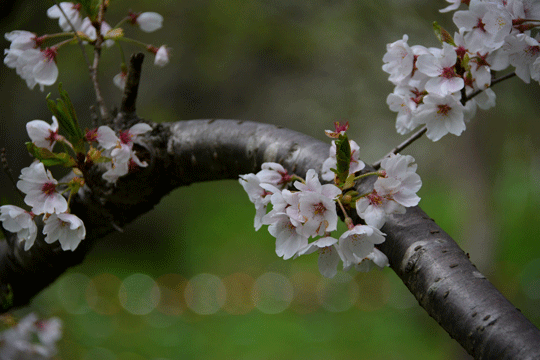 c0093046_8393453.gif