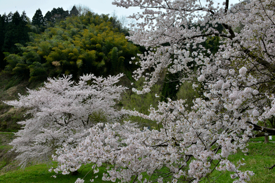 c0093046_839529.gif