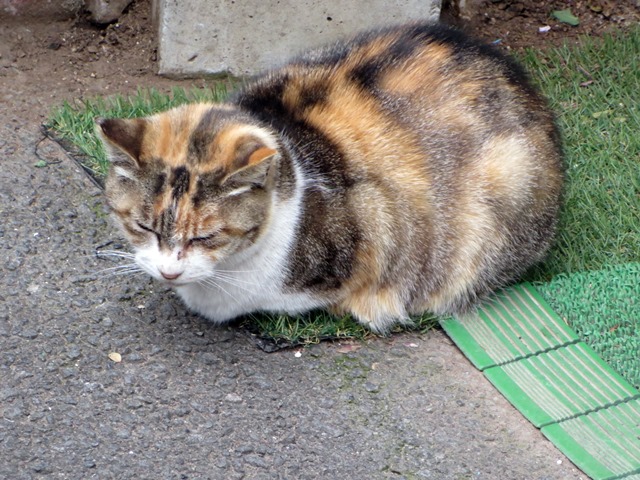 【スイートハウスわかば】生いちごサンデーと桜サンデー【伊東温泉】_b0009849_19575386.jpg