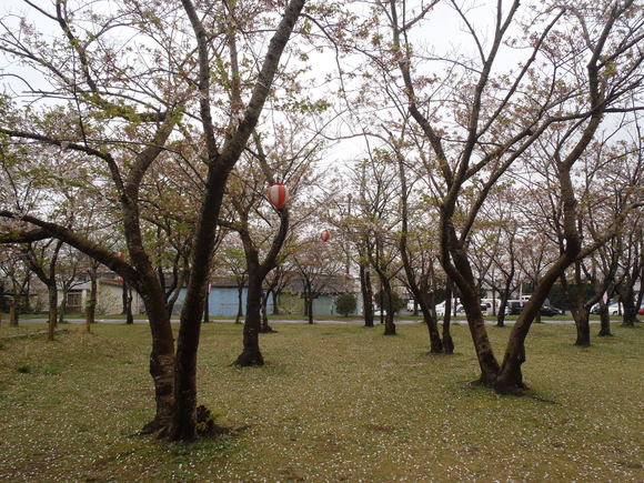 ◆4月14日(木)かみす桜まつり会場開花状況◆_f0229750_10121790.jpg
