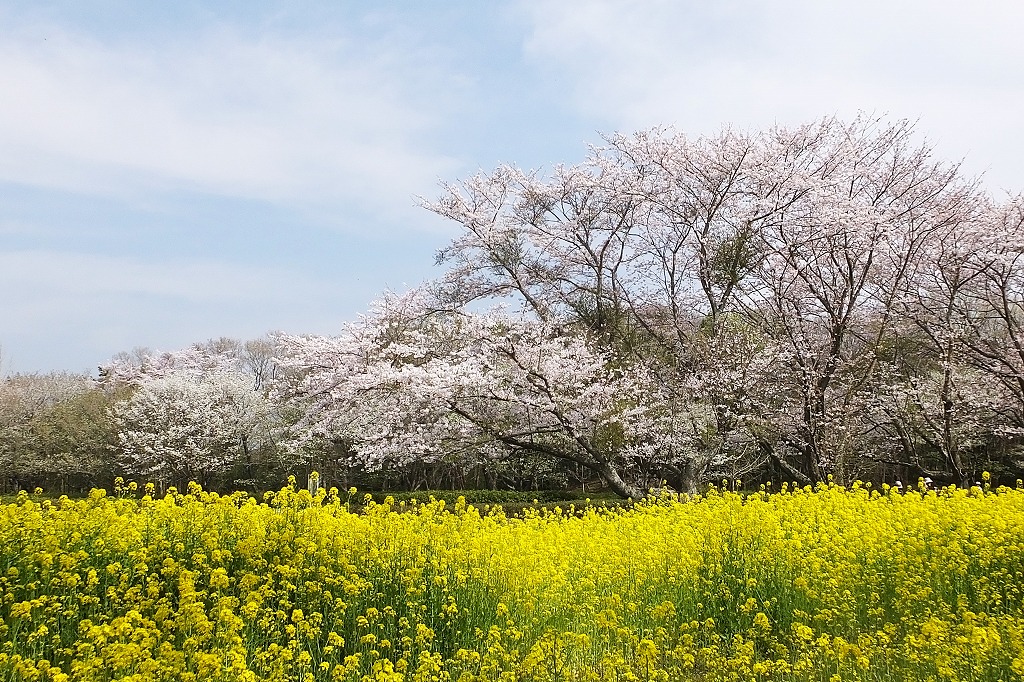 古墳の桜、など　　　　　　　　_b0236251_14163556.jpg