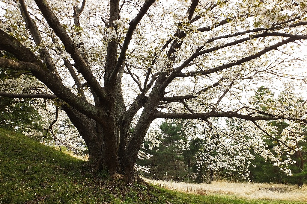 古墳の桜、など　　　　　　　　_b0236251_14195165.jpg