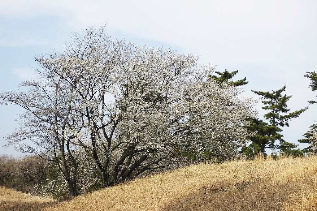 古墳の桜、など　　　　　　　　_b0236251_14225077.jpg