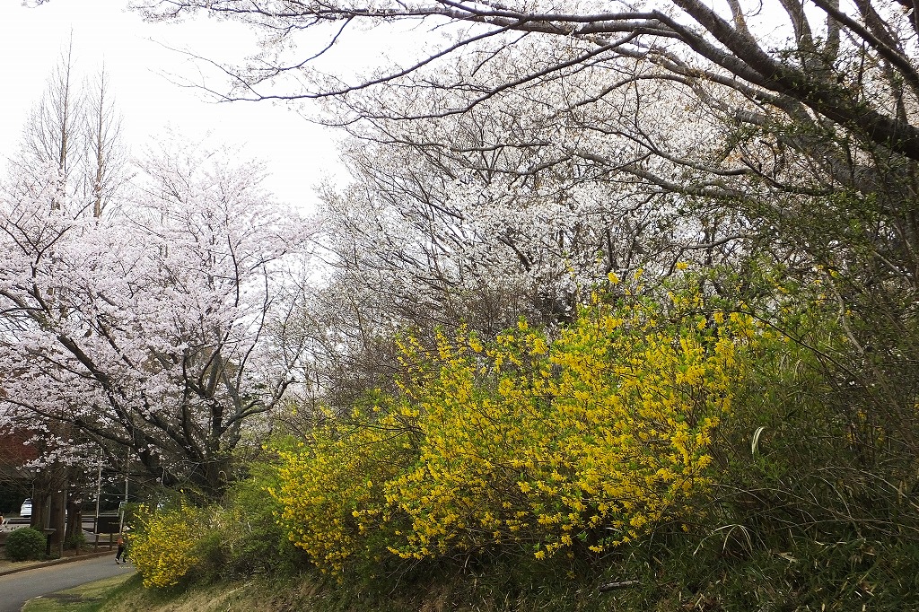 古墳の桜、など　　　　　　　　_b0236251_14273662.jpg