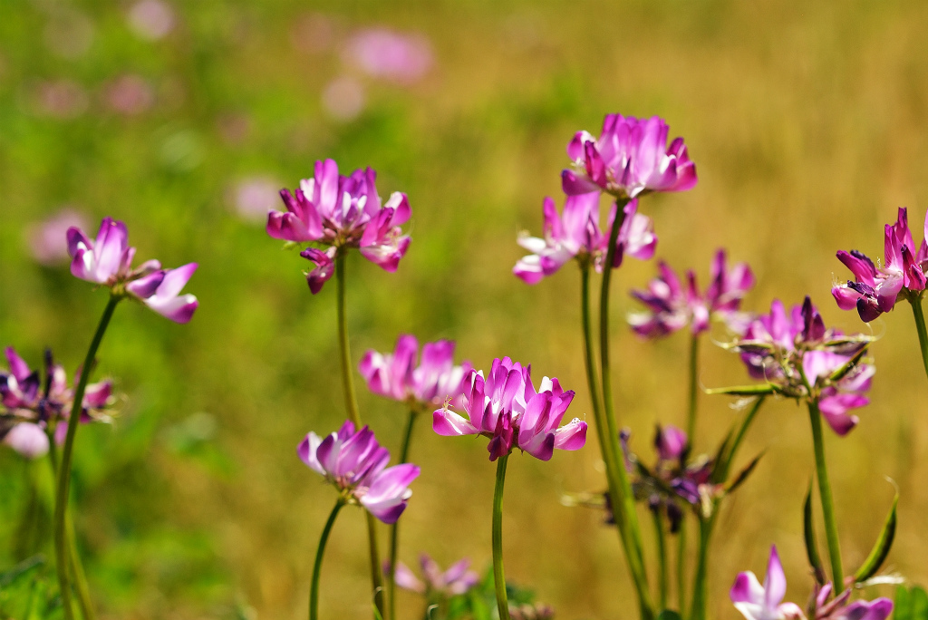 レンゲ 源爺の写真館