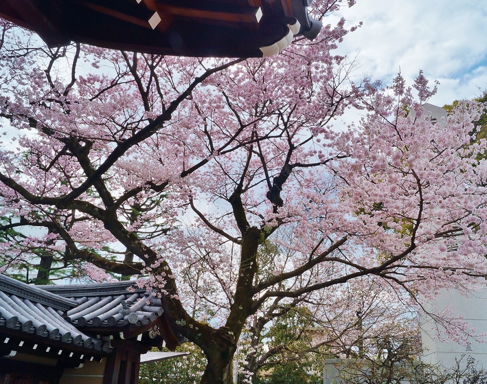 宥清寺 (ゆうせいじ)の桜_b0063958_6213446.jpg