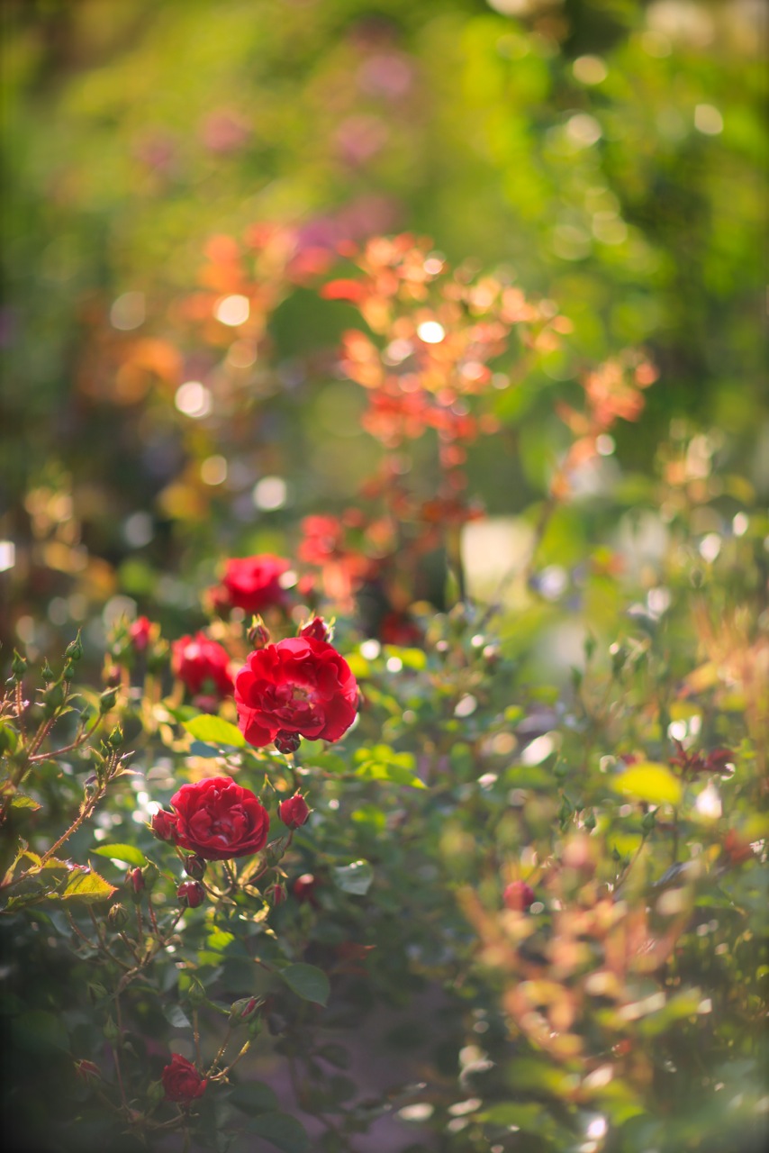 北海道で育てるバラ Under The Rose