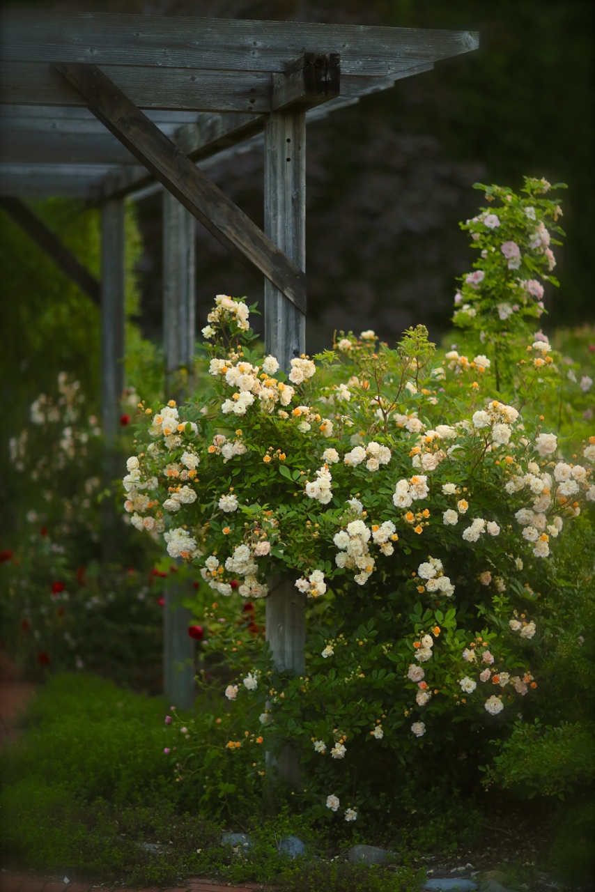 北海道で育てるバラ Under The Rose