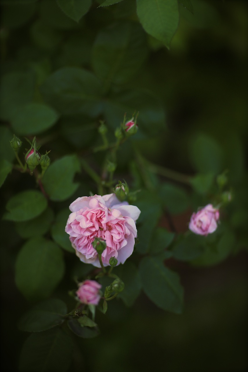 北海道で育てるバラ Under The Rose