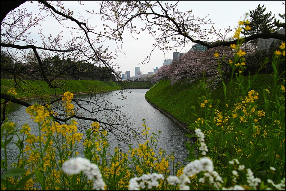 東京の桜開花は三月二十二日、満開は三十一日だそう_a0031363_4165649.jpg