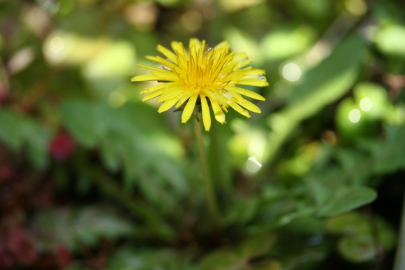 ベランダの花&#127925;_f0158364_21021849.jpg