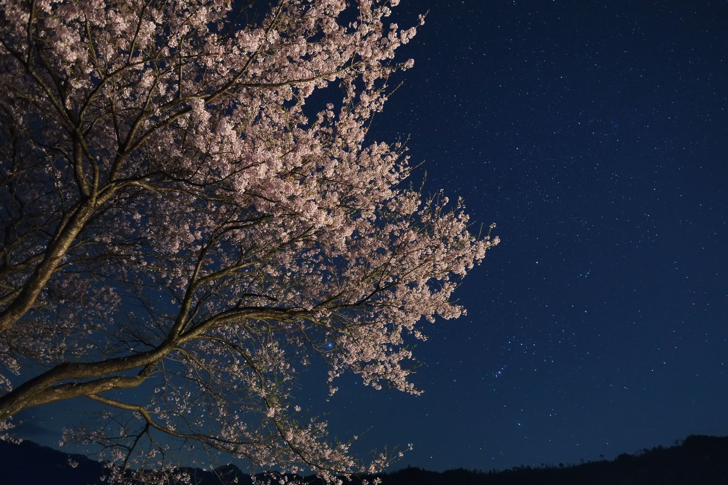 桜と星空_b0190066_15142378.jpg