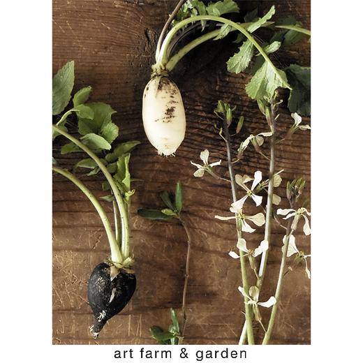 ボタニカルな野菜/art farm & garden_b0290469_6472351.jpg