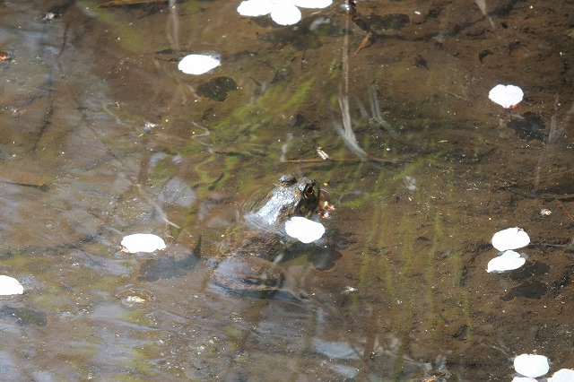 ■　カエル ２種　　　16.4.14　　　（ヤマアカガエル、ウシガエル）_e0339873_18271255.jpg