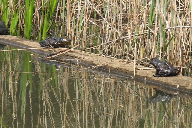 ■　カエル ２種　　　16.4.14　　　（ヤマアカガエル、ウシガエル）_e0339873_18371025.jpg