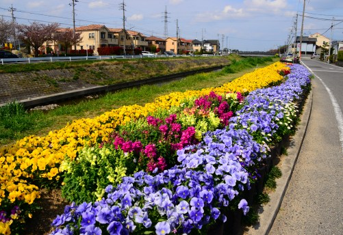 井畑花の道サークル_b0105374_17264481.jpg