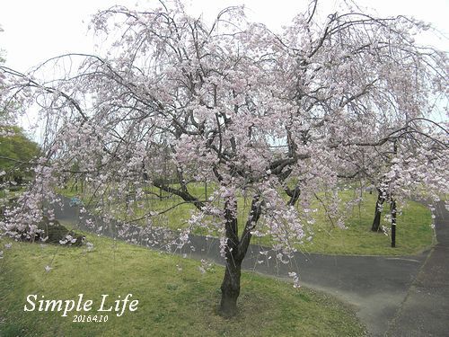 満開の桜、、、上匂と麒麟と紅豊_b0194979_23135231.jpg