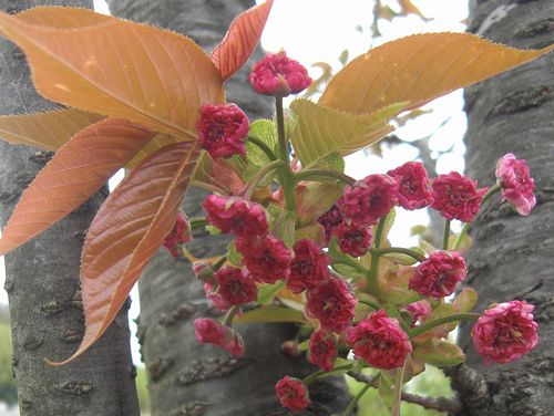 満開の桜、、、上匂と麒麟と紅豊_b0194979_23184580.jpg