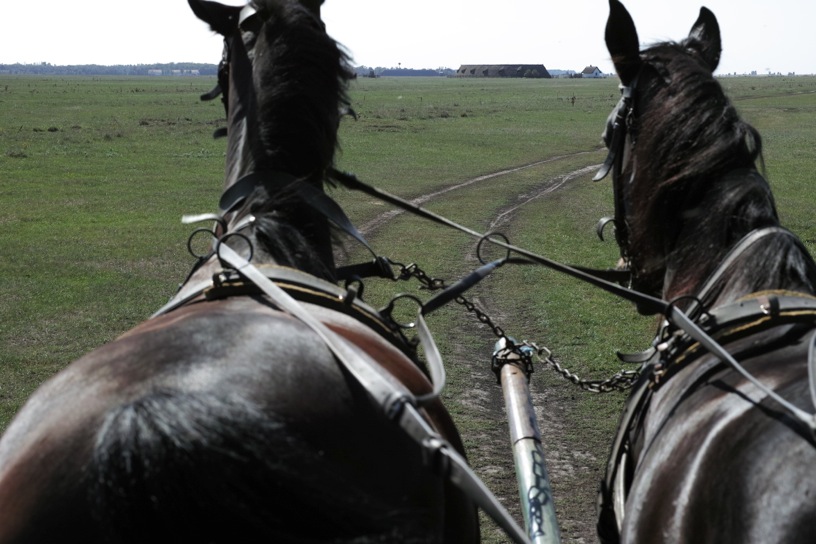 ホルトバージ国立公園 Hortobagy National Park The Puszta 象る 色々 ホルトバージ国立公園 Hortobagy National Park The Puszta 象る 色々