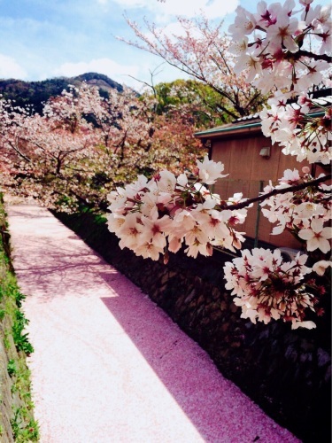オススメの京都の桜 うつわ愛好家 ふみの のブログ オススメの京都の桜 うつわ愛好家 ふみの のブログ