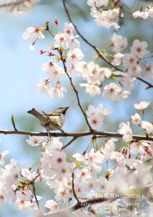 吉野桜とニュウナイスズメ_a0323488_20291413.jpg