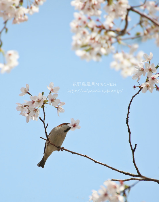 吉野桜とニュウナイスズメ_a0323488_20401809.jpg