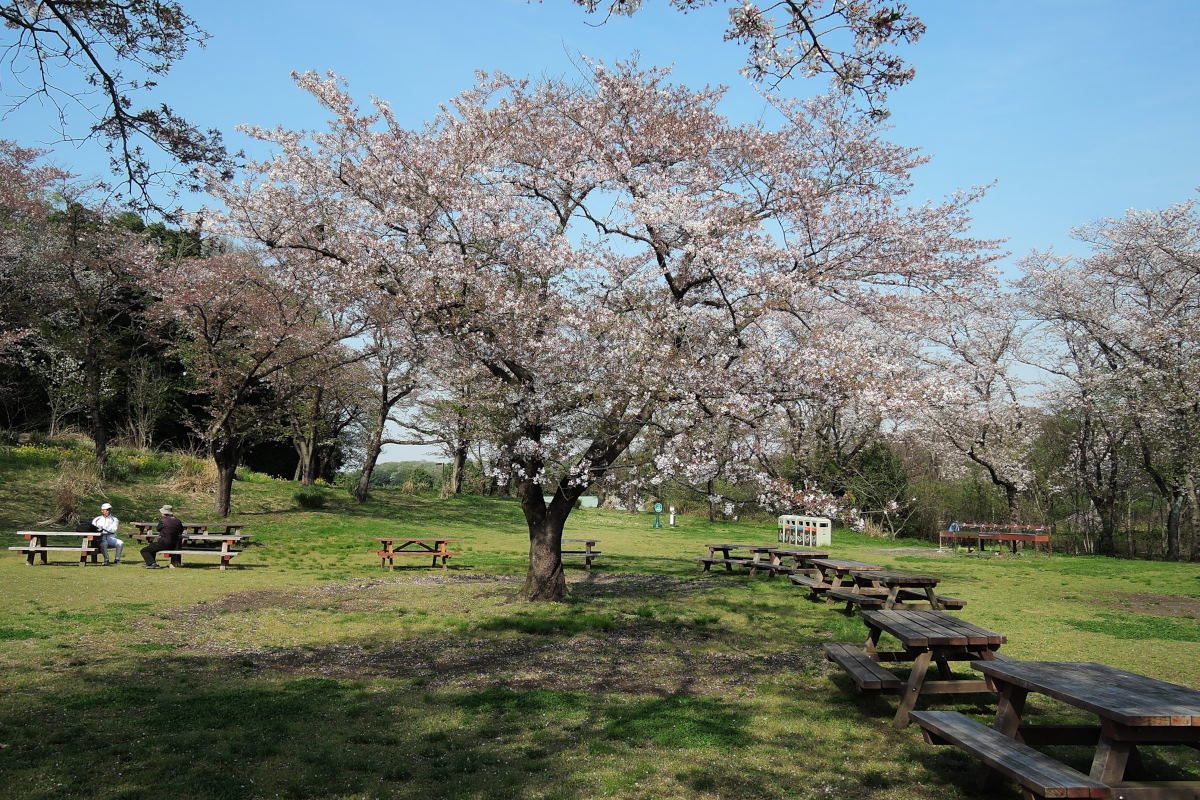 桜2016④森林公園_c0252688_12161420.jpg