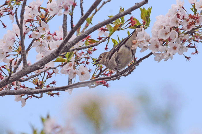 お花見鳥さん　＜雉・雀・小椋鳥＞_e0248688_17491574.gif