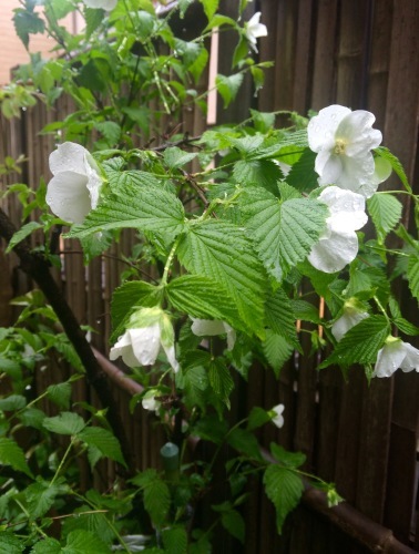 木の伐採と移植の時期_a0129492_09074233.jpeg