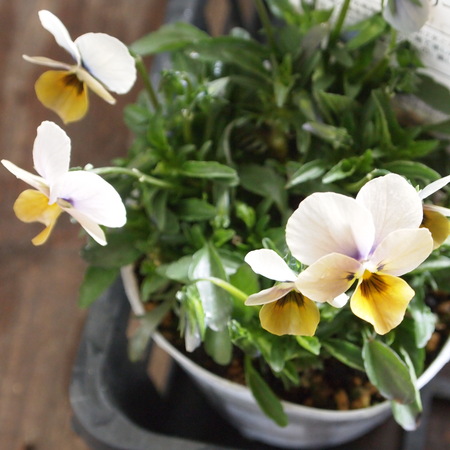 小花系ビオラ_a0292194_12552011.jpg