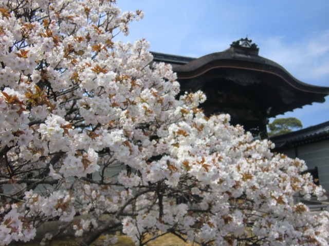 仁和寺の御室桜を見る_b0044296_20524377.jpg