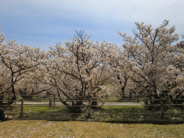 仁和寺の御室桜を見る_b0044296_20593250.jpg