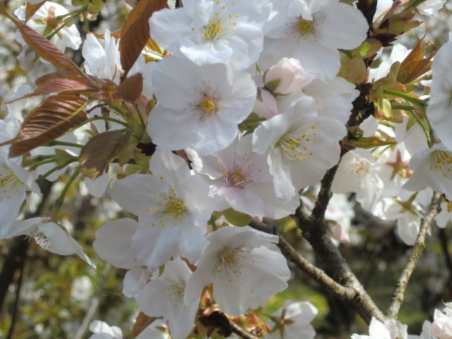 仁和寺の御室桜を見る_b0044296_2134115.jpg