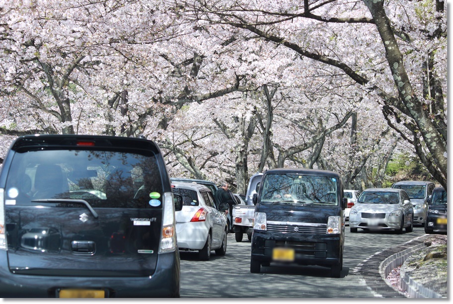 桜を求めて～海津大崎～_c0364298_22181231.jpg