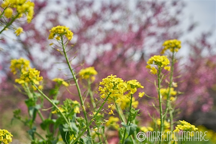 菜の花_e0135098_62236.jpg