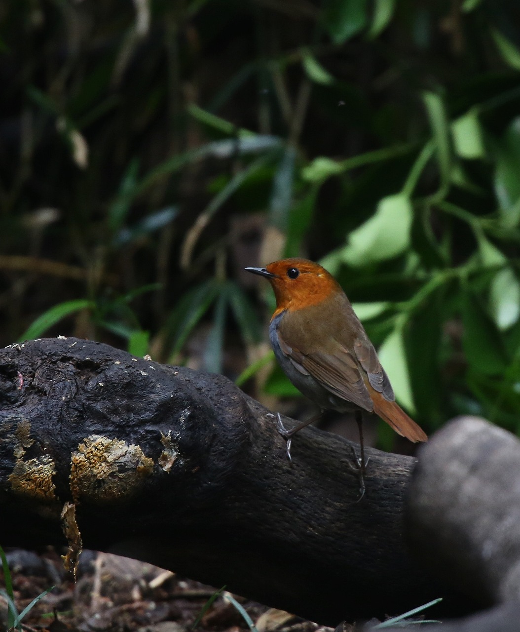 公園のコマドリ_f0296999_17342351.jpg