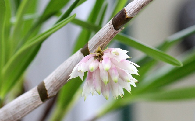 Dendrobium moniliforme_d0007501_1921714.jpg