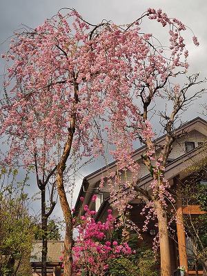 花吹雪の配送日です_c0336902_1629448.jpg