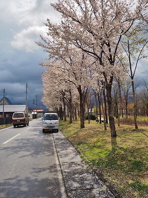花吹雪の配送日です_c0336902_16295485.jpg