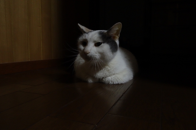 b0147203_20323779.jpg