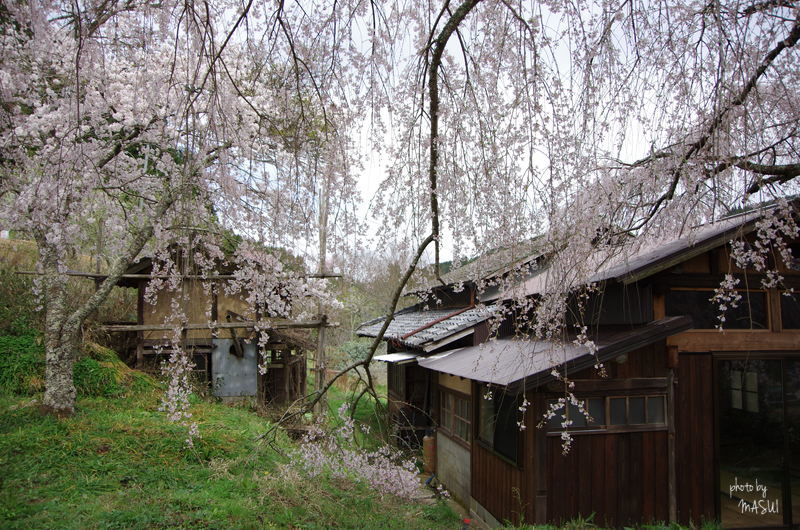 山添村的野　大照寺のしだれ桜_d0342307_07350338.jpg