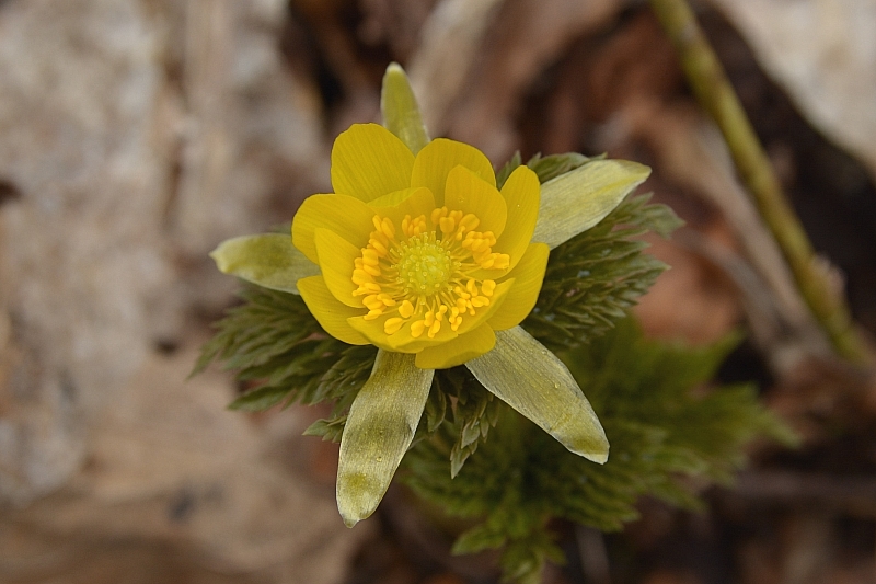 a0248508_10541250.jpg