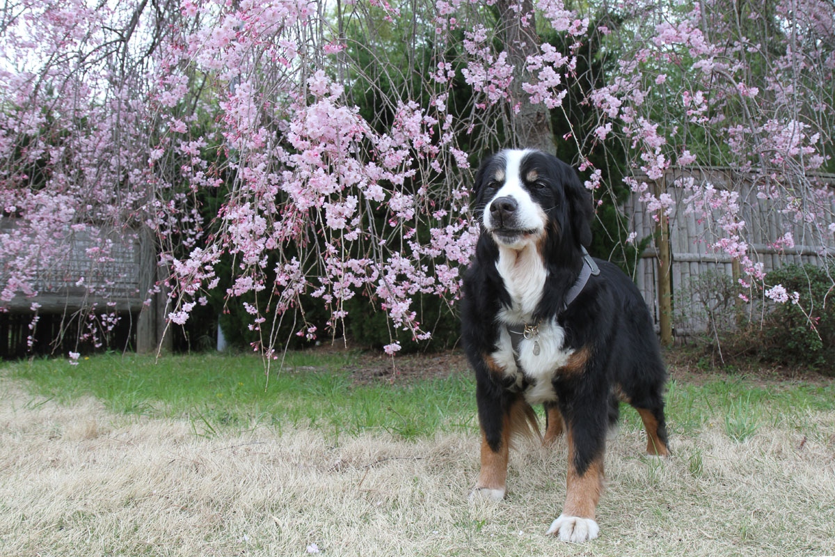 枝垂れ桜_f0137508_1391417.jpg