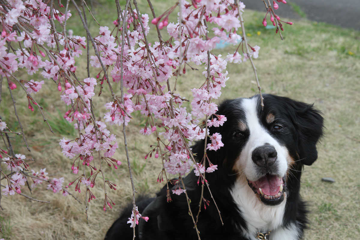 枝垂れ桜_f0137508_1391838.jpg