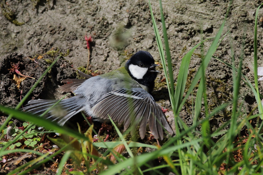 今日の鳥見（2016年4月15日）_f0235311_18375970.jpg